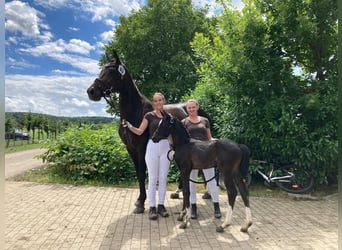 Austrian Warmblood, Mare, Foal (07/2023), Black