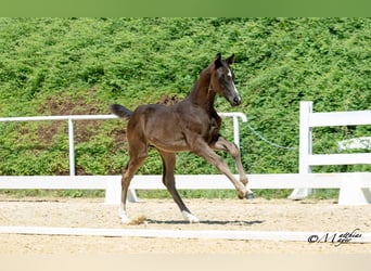 Austrian Warmblood, Mare, Foal (04/2025), Black