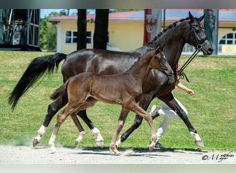Austrian Warmblood, Mare, Foal (04/2025), Black