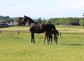 Austrian Warmblood, Mare, Foal (04/2025), Black