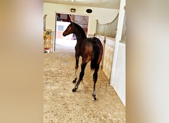 Austrian Warmblood, Mare, Foal (03/2025), Black