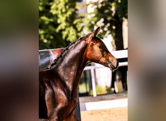 Austrian Warmblood, Mare, Foal (03/2025), Black