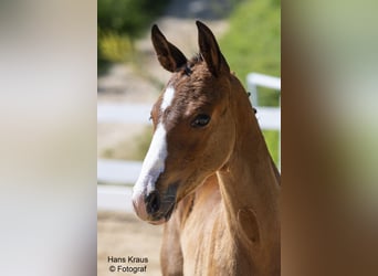 Austrian Warmblood, Mare, Foal (04/2024), Brown