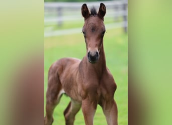 Austrian Warmblood, Mare, Foal (05/2024), Brown