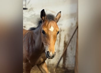 Austrian Warmblood, Mare, Foal (01/2026), Brown