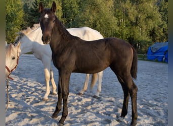 Austrian Warmblood, Mare, Foal (06/2026), Can be white