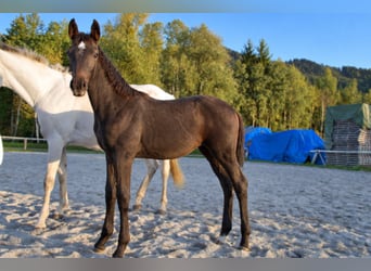Austrian Warmblood, Mare, Foal (06/2026), Can be white