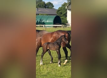 Austrian Warmblood, Mare, Foal (06/2026), Chestnut