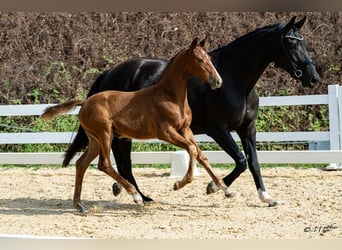 Austrian Warmblood, Mare, Foal (04/2026), Chestnut-Red
