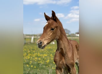 Austrian Warmblood, Mare, Foal (03/2026), Chestnut-Red