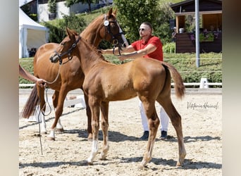 Austrian Warmblood, Mare, Foal (04/2025), Chestnut-Red