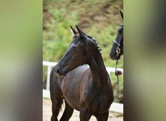 Austrian Warmblood, Mare, Foal (04/2026)