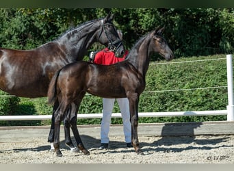 Austrian Warmblood, Mare, Foal (05/2026)