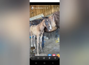 Austrian Warmblood, Mare, Foal (06/2023)