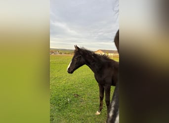Austrian Warmblood, Mare, Foal (06/2023)