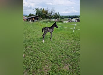 Austrian Warmblood, Mare, Foal (06/2023)