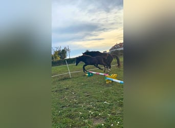 Austrian Warmblood, Mare, Foal (06/2023)