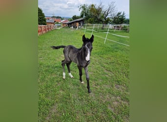 Austrian Warmblood, Mare, Foal (06/2023)