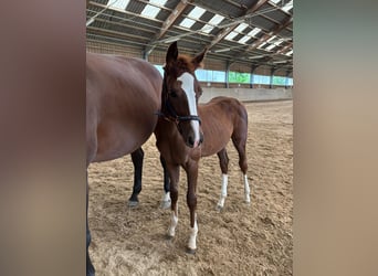 Austrian Warmblood, Mare, Foal (04/2025)