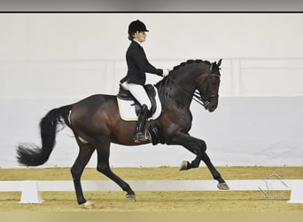 Austrian Warmblood, Stallion, 11 years, 17 hh, Bay-Dark