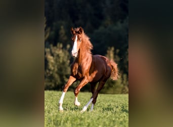 Austrian Warmblood, Stallion, 1 year, 13.2 hh, Chestnut-Red
