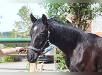 Austrian Warmblood, Stallion, 1 year, 15.1 hh, Black