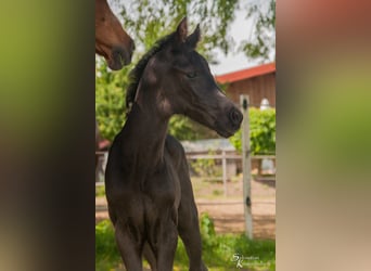 Austrian Warmblood, Stallion, 1 year, 16,2 hh, Black