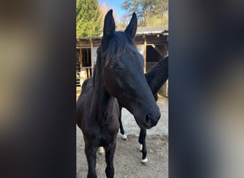 Austrian Warmblood, Stallion, 1 year, 16.2 hh, Black