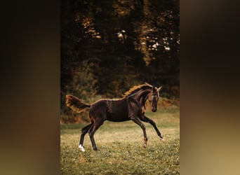 Austrian Warmblood, Stallion, 1 year, 16.2 hh, Black