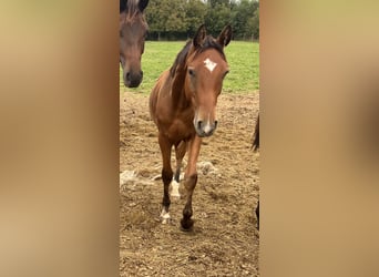 Austrian Warmblood, Stallion, 1 year, 16,2 hh, Brown