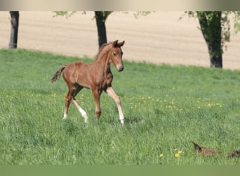 Austrian Warmblood, Stallion, 1 year, 16.2 hh, Chestnut