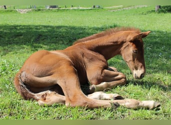 Austrian Warmblood, Stallion, 1 year, 16.2 hh, Chestnut-Red