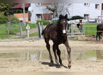 Austrian Warmblood, Stallion, 1 year, 16.2 hh