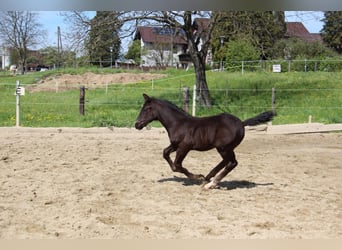 Austrian Warmblood, Stallion, 1 year, 16.2 hh