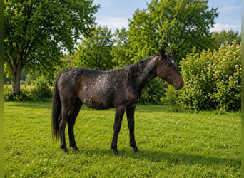 Austrian Warmblood, Stallion, 1 year, 16 hh, Grey