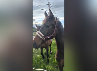 Austrian Warmblood, Stallion, 1 year, 16,2 hh, Bay-Dark