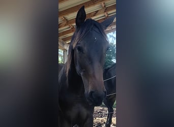 Austrian Warmblood, Stallion, 1 year, 16,2 hh, Bay-Dark