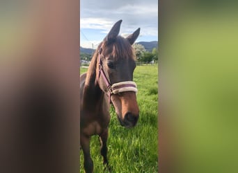 Austrian Warmblood, Stallion, 1 year, 16,2 hh, Bay-Dark