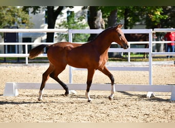 Austrian Warmblood, Stallion, 1 year, 16,2 hh, Brown