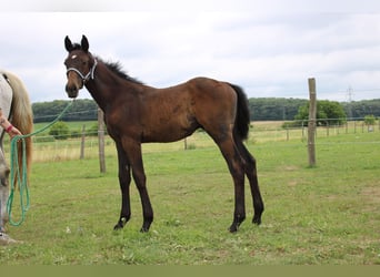 Austrian Warmblood, Stallion, 1 year, 16,2 hh, Brown