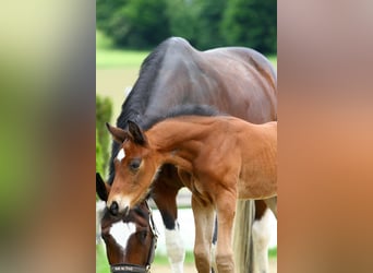 Austrian Warmblood, Stallion, 1 year, 16,3 hh, Brown
