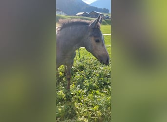 Austrian Warmblood, Stallion, 1 year, 17.2 hh, Gray-Dark-Tan