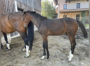 Austrian Warmblood, Stallion, 1 year, 17 hh, Brown