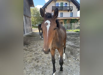 Austrian Warmblood, Stallion, 1 year, 17 hh, Brown