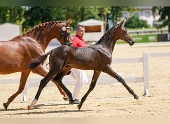 Austrian Warmblood, Stallion, 1 year, Bay-Dark