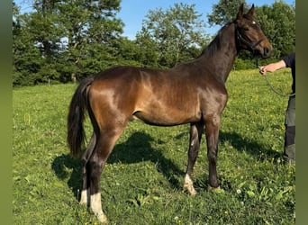 Austrian Warmblood, Stallion, 1 year, Bay-Dark