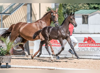 Austrian Warmblood, Stallion, 1 year, Bay-Dark