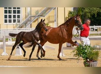 Austrian Warmblood, Stallion, 1 year, Bay-Dark