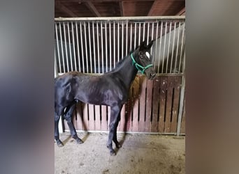 Austrian Warmblood, Stallion, 1 year, Black