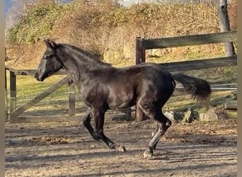 Austrian Warmblood, Stallion, 1 year, Black